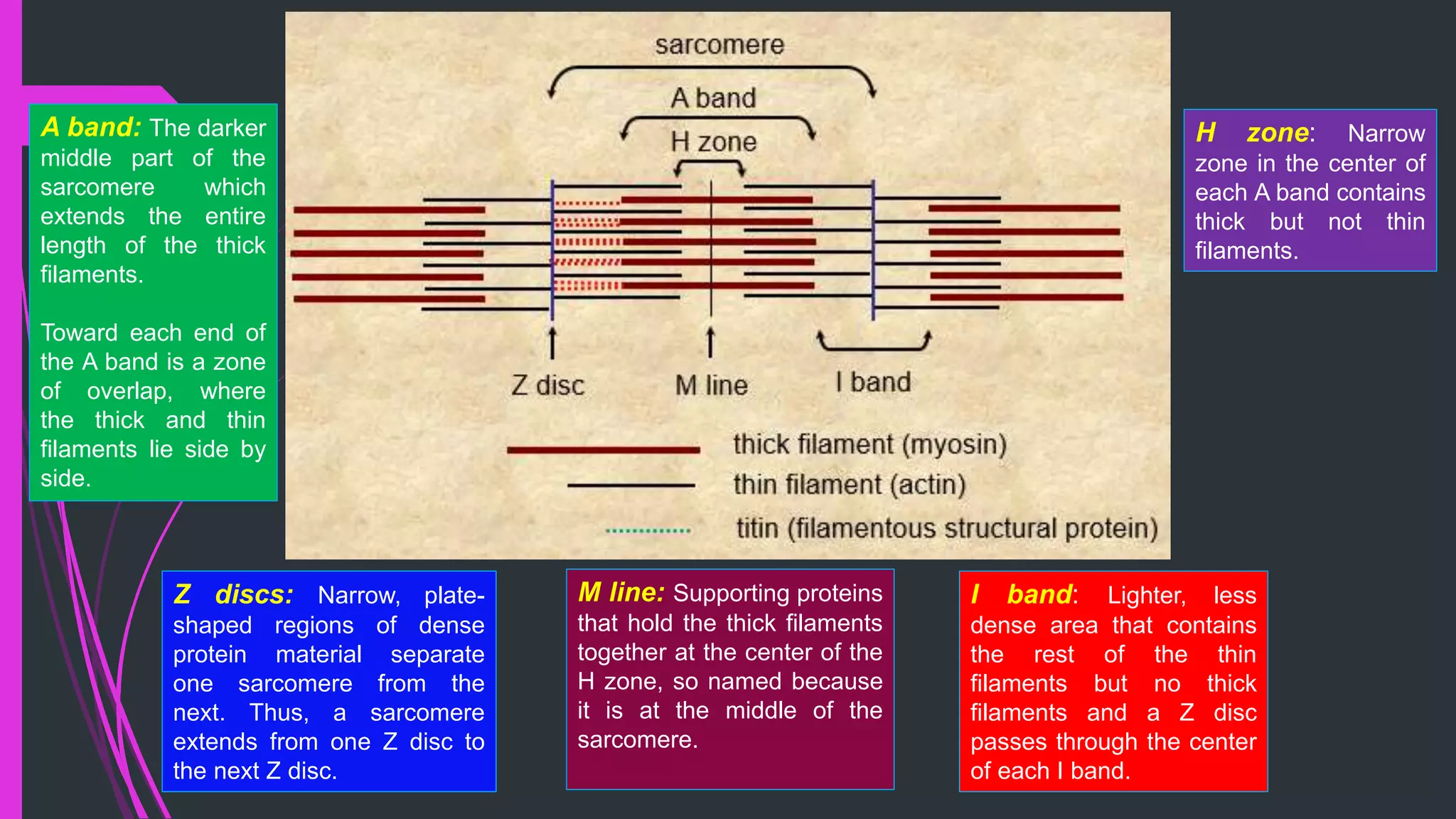 Z discs: Narrow, plate-
shaped regions of dense
protein material separate
one sarcomere from the
next. Thus, a sarcomere
extends from one Z disc to
the next Z disc.
A band: The darker
middle part of the
sarcomere which
extends the entire
length of the thick
filaments.
Toward each end of
the A band is a zone
of overlap, where
the thick and thin
filaments lie side by
side.
I band: Lighter, less
dense area that contains
the rest of the thin
filaments but no thick
filaments and a Z disc
passes through the center
of each I band.
H zone: Narrow
zone in the center of
each A band contains
thick but not thin
filaments.
M line: Supporting proteins
that hold the thick filaments
together at the center of the
H zone, so named because
it is at the middle of the
sarcomere.
 