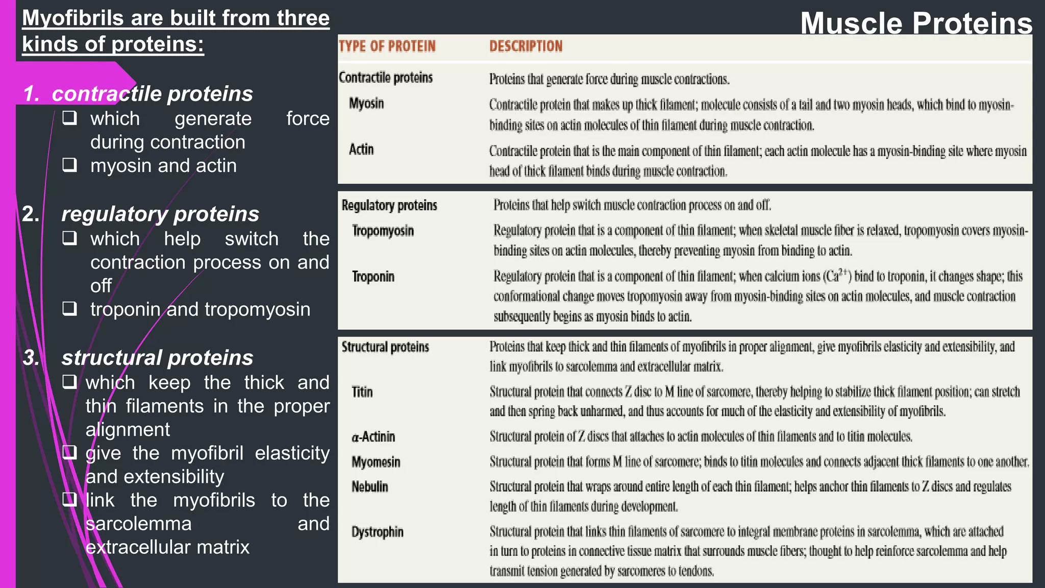 Muscle ProteinsMyofibrils are built from three
kinds of proteins:
1. contractile proteins
 which generate force
during contraction
 myosin and actin
2. regulatory proteins
 which help switch the
contraction process on and
off
 troponin and tropomyosin
3. structural proteins
 which keep the thick and
thin filaments in the proper
alignment
 give the myofibril elasticity
and extensibility
 link the myofibrils to the
sarcolemma and
extracellular matrix
 