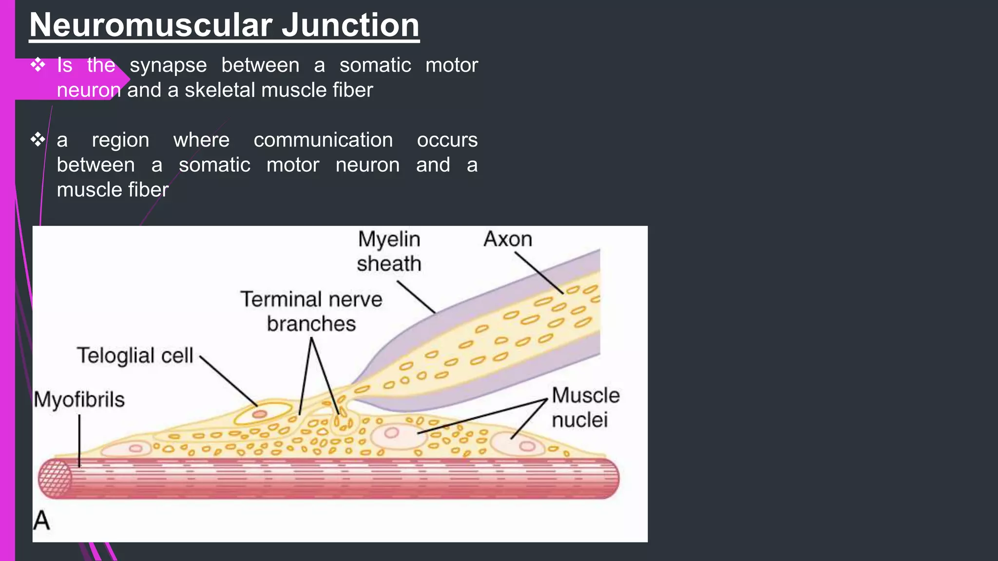 Neuromuscular Junction
 Is the synapse between a somatic motor
neuron and a skeletal muscle fiber
 a region where communication occurs
between a somatic motor neuron and a
muscle fiber
 