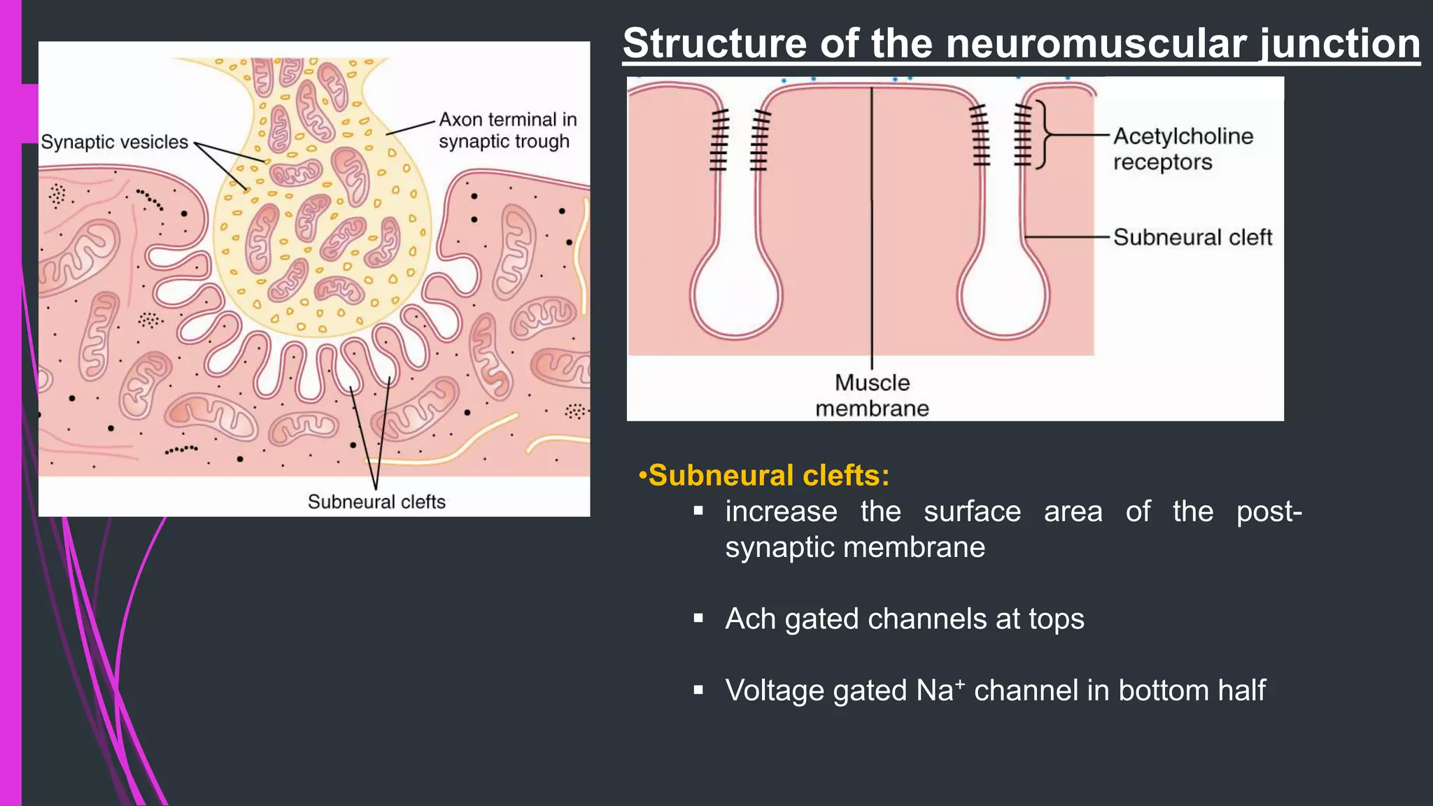 Structure of the neuromuscular junction
•Subneural clefts:
 increase the surface area of the post-
synaptic membrane
 Ach gated channels at tops
 Voltage gated Na+ channel in bottom half
 