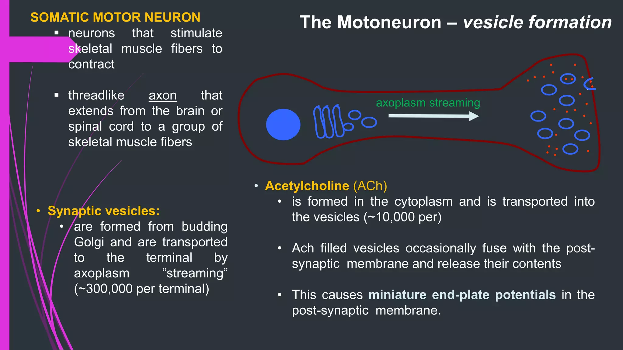 • Synaptic vesicles:
• are formed from budding
Golgi and are transported
to the terminal by
axoplasm “streaming”
(~300,000 per terminal)
• Acetylcholine (ACh)
• is formed in the cytoplasm and is transported into
the vesicles (~10,000 per)
• Ach filled vesicles occasionally fuse with the post-
synaptic membrane and release their contents
• This causes miniature end-plate potentials in the
post-synaptic membrane.
The Motoneuron – vesicle formationSOMATIC MOTOR NEURON
 neurons that stimulate
skeletal muscle fibers to
contract
 threadlike axon that
extends from the brain or
spinal cord to a group of
skeletal muscle fibers
axoplasm streaming
 