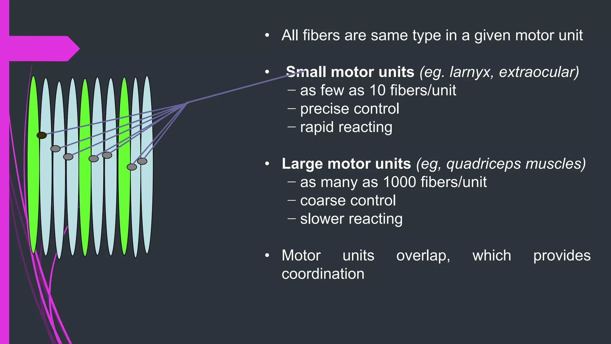 • All fibers are same type in a given motor unit
• Small motor units (eg. larnyx, extraocular)
− as few as 10 fibers/unit
− precise control
− rapid reacting
• Large motor units (eg, quadriceps muscles)
− as many as 1000 fibers/unit
− coarse control
− slower reacting
• Motor units overlap, which provides
coordination
 