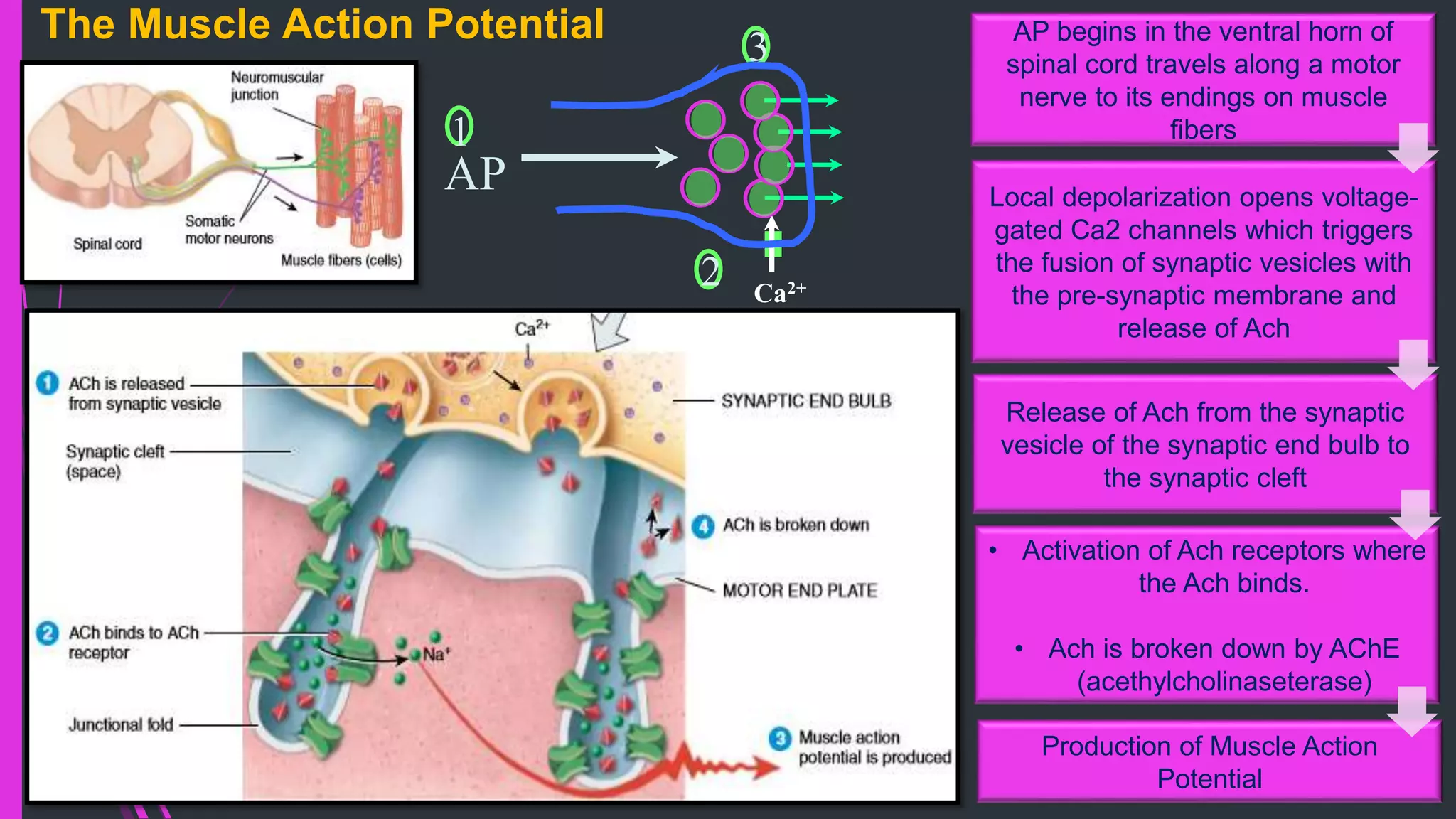 The Muscle Action Potential
Release of Ach from the synaptic
vesicle of the synaptic end bulb to
the synaptic cleft
• Activation of Ach receptors where
the Ach binds.
• Ach is broken down by AChE
(acethylcholinaseterase)
Production of Muscle Action
Potential
Local depolarization opens voltage-
gated Ca2 channels which triggers
the fusion of synaptic vesicles with
the pre-synaptic membrane and
release of Ach
AP begins in the ventral horn of
spinal cord travels along a motor
nerve to its endings on muscle
ﬁbers
Ca2+
AP
1
3
2
 