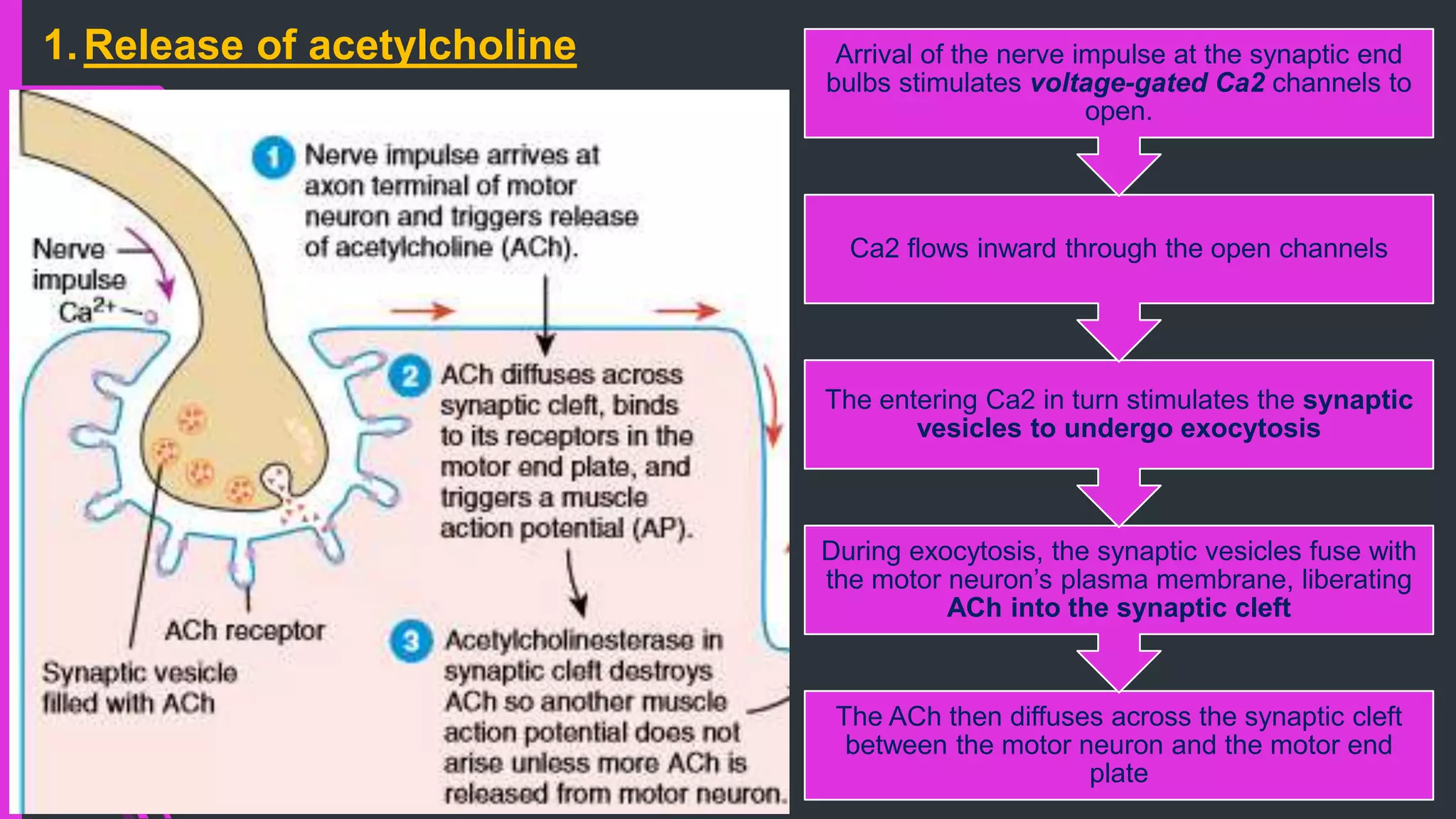 1.Release of acetylcholine
The ACh then diffuses across the synaptic cleft
between the motor neuron and the motor end
plate
During exocytosis, the synaptic vesicles fuse with
the motor neuron’s plasma membrane, liberating
ACh into the synaptic cleft
The entering Ca2 in turn stimulates the synaptic
vesicles to undergo exocytosis
Ca2 flows inward through the open channels
Arrival of the nerve impulse at the synaptic end
bulbs stimulates voltage-gated Ca2 channels to
open.
 