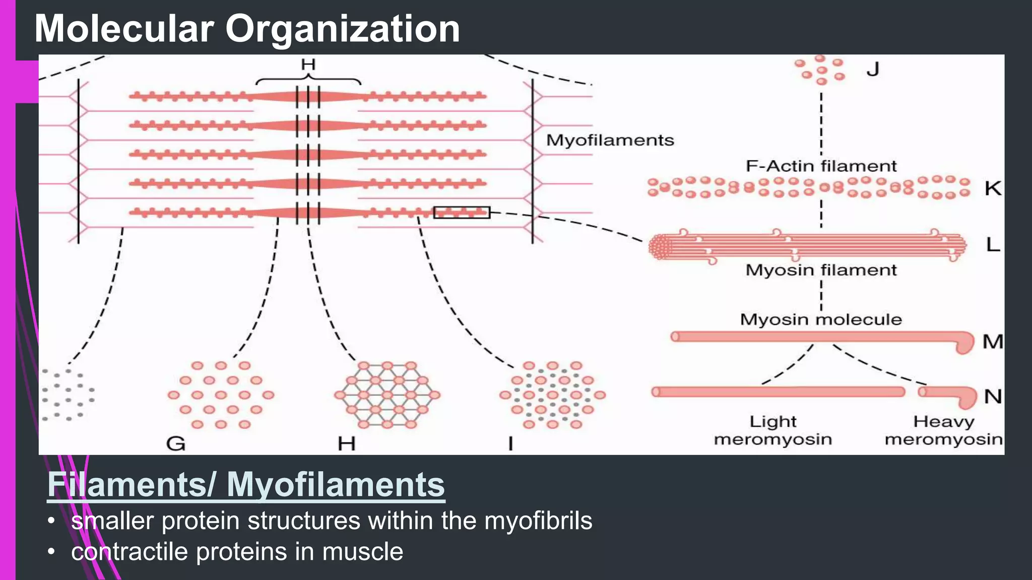 Molecular Organization
Filaments/ Myofilaments
• smaller protein structures within the myofibrils
• contractile proteins in muscle
 