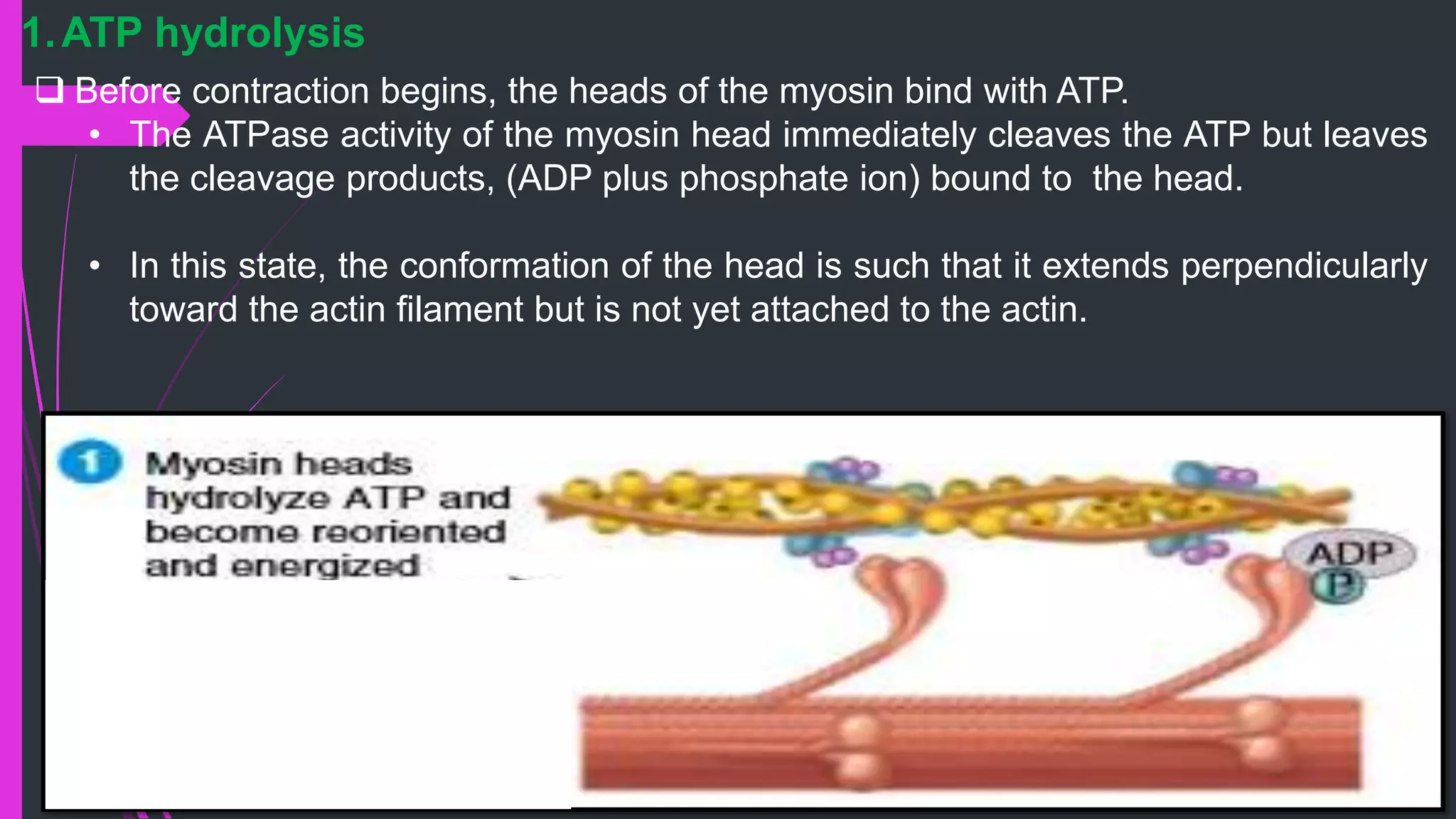  Before contraction begins, the heads of the myosin bind with ATP.
• The ATPase activity of the myosin head immediately cleaves the ATP but leaves
the cleavage products, (ADP plus phosphate ion) bound to the head.
• In this state, the conformation of the head is such that it extends perpendicularly
toward the actin ﬁlament but is not yet attached to the actin.
1.ATP hydrolysis
 