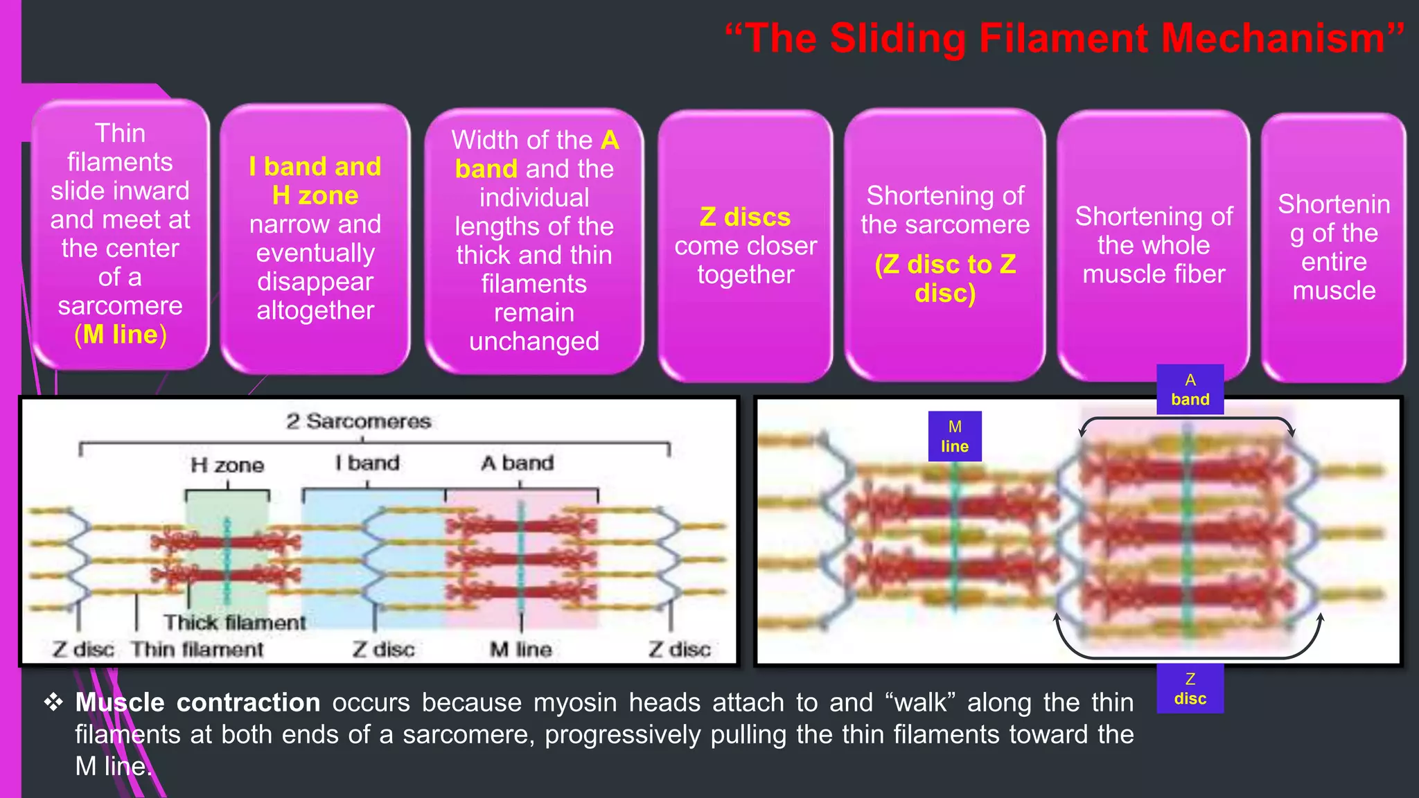  Muscle contraction occurs because myosin heads attach to and “walk” along the thin
filaments at both ends of a sarcomere, progressively pulling the thin filaments toward the
M line.
Thin
filaments
slide inward
and meet at
the center
of a
sarcomere
(M line)
I band and
H zone
narrow and
eventually
disappear
altogether
Width of the A
band and the
individual
lengths of the
thick and thin
filaments
remain
unchanged
Z discs
come closer
together
Shortening of
the sarcomere
(Z disc to Z
disc)
Shortening of
the whole
muscle fiber
M
line
A
band
Z
disc
Shortenin
g of the
entire
muscle
“The Sliding Filament Mechanism”
 