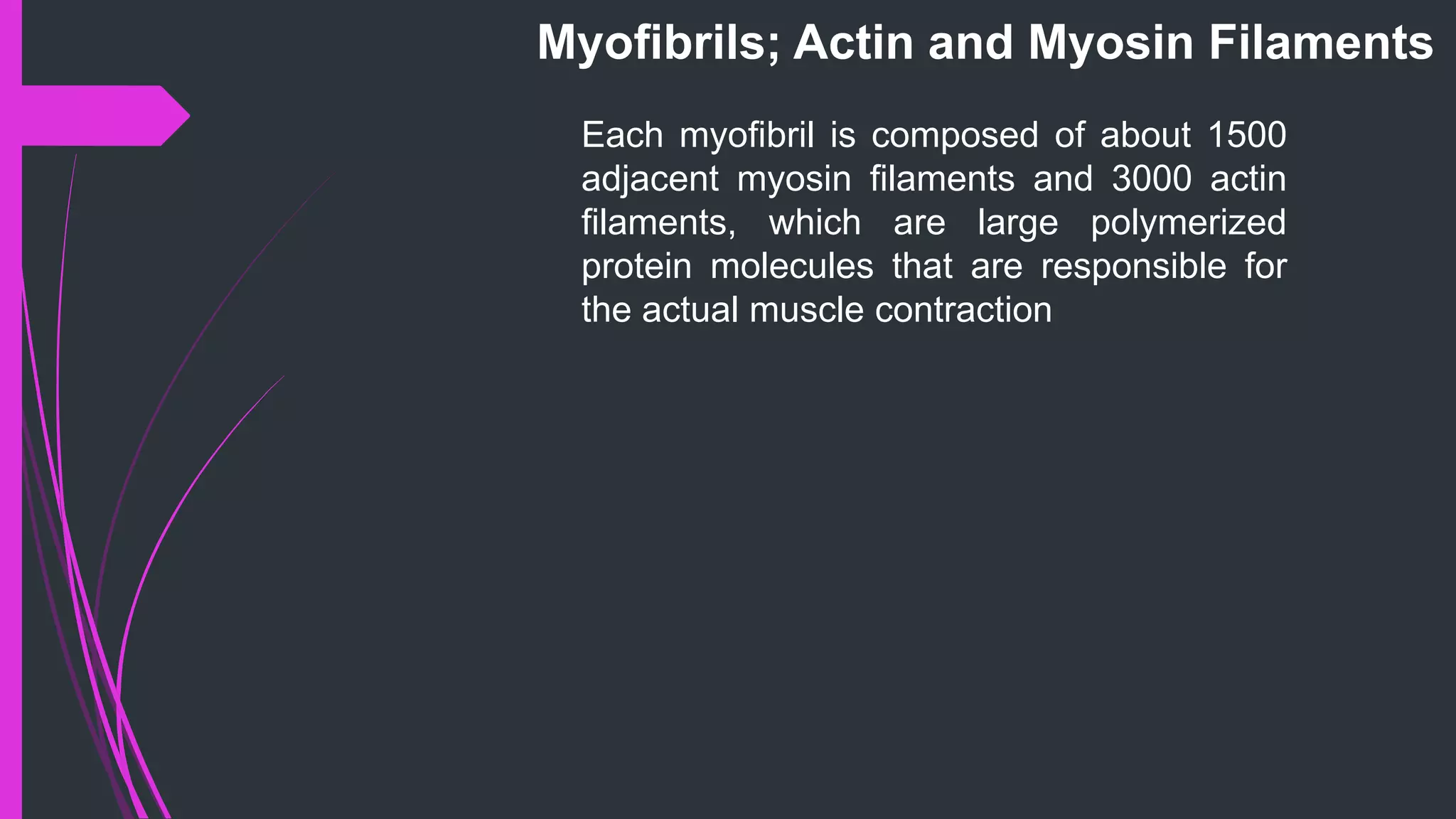 Myoﬁbrils; Actin and Myosin Filaments
Each myoﬁbril is composed of about 1500
adjacent myosin ﬁlaments and 3000 actin
ﬁlaments, which are large polymerized
protein molecules that are responsible for
the actual muscle contraction
 