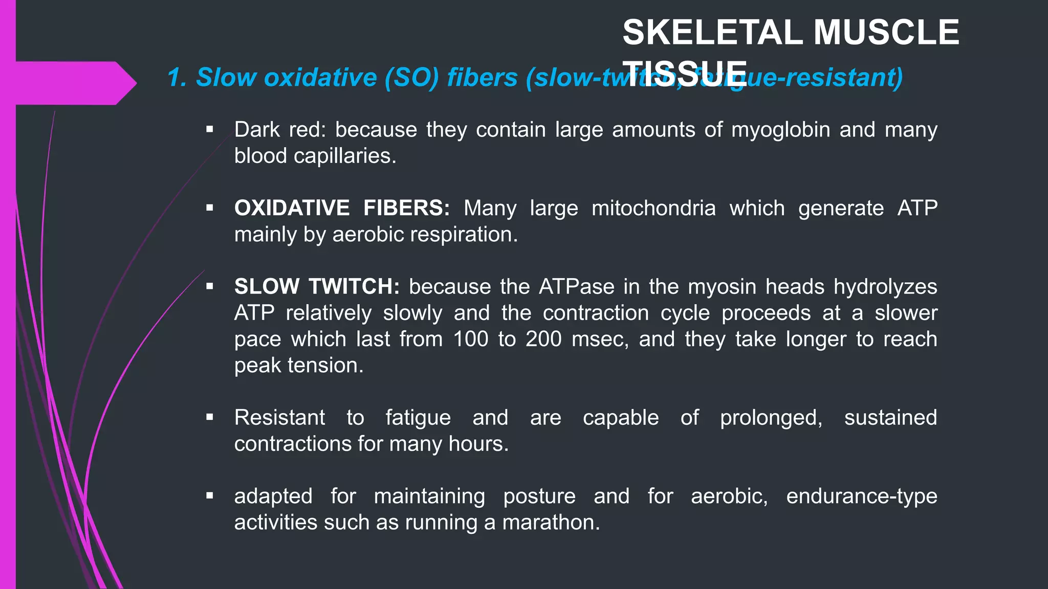 1. Slow oxidative (SO) fibers (slow-twitch, fatigue-resistant)
 Dark red: because they contain large amounts of myoglobin and many
blood capillaries.
 OXIDATIVE FIBERS: Many large mitochondria which generate ATP
mainly by aerobic respiration.
 SLOW TWITCH: because the ATPase in the myosin heads hydrolyzes
ATP relatively slowly and the contraction cycle proceeds at a slower
pace which last from 100 to 200 msec, and they take longer to reach
peak tension.
 Resistant to fatigue and are capable of prolonged, sustained
contractions for many hours.
 adapted for maintaining posture and for aerobic, endurance-type
activities such as running a marathon.
SKELETAL MUSCLE
TISSUE
 