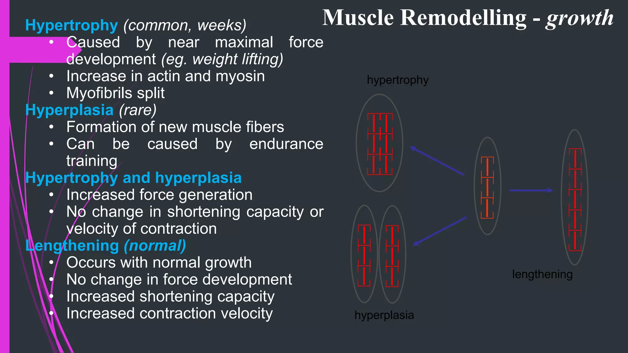Muscle Remodelling - growth
hyperplasia
hypertrophy
lengthening
Hypertrophy (common, weeks)
• Caused by near maximal force
development (eg. weight lifting)
• Increase in actin and myosin
• Myofibrils split
Hyperplasia (rare)
• Formation of new muscle fibers
• Can be caused by endurance
training
Hypertrophy and hyperplasia
• Increased force generation
• No change in shortening capacity or
velocity of contraction
Lengthening (normal)
• Occurs with normal growth
• No change in force development
• Increased shortening capacity
• Increased contraction velocity
 