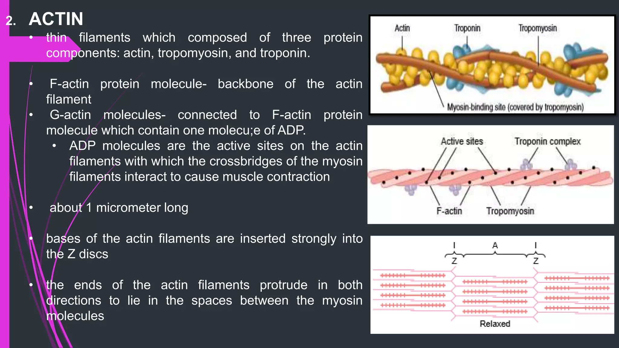 2. ACTIN
• thin filaments which composed of three protein
components: actin, tropomyosin, and troponin.
• F-actin protein molecule- backbone of the actin
ﬁlament
• G-actin molecules- connected to F-actin protein
molecule which contain one molecu;e of ADP.
• ADP molecules are the active sites on the actin
ﬁlaments with which the crossbridges of the myosin
ﬁlaments interact to cause muscle contraction
• about 1 micrometer long
• bases of the actin ﬁlaments are inserted strongly into
the Z discs
• the ends of the actin ﬁlaments protrude in both
directions to lie in the spaces between the myosin
molecules
 