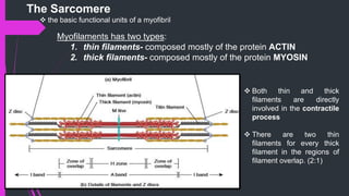 Myofilaments has two types:
1. thin filaments- composed mostly of the protein ACTIN
2. thick filaments- composed mostly of the protein MYOSIN
 Both thin and thick
filaments are directly
involved in the contractile
process
 There are two thin
filaments for every thick
filament in the regions of
filament overlap. (2:1)
The Sarcomere
 the basic functional units of a myofibril
 