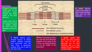 Z discs: Narrow, plate-
shaped regions of dense
protein material separate
one sarcomere from the
next. Thus, a sarcomere
extends from one Z disc to
the next Z disc.
A band: The darker
middle part of the
sarcomere which
extends the entire
length of the thick
filaments.
Toward each end of
the A band is a zone
of overlap, where
the thick and thin
filaments lie side by
side.
I band: Lighter, less
dense area that contains
the rest of the thin
filaments but no thick
filaments and a Z disc
passes through the center
of each I band.
H zone: Narrow
zone in the center of
each A band contains
thick but not thin
filaments.
M line: Supporting proteins
that hold the thick filaments
together at the center of the
H zone, so named because
it is at the middle of the
sarcomere.
 