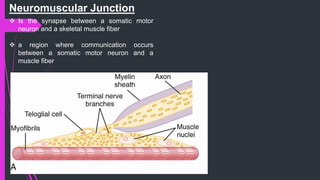 Neuromuscular Junction
 Is the synapse between a somatic motor
neuron and a skeletal muscle fiber
 a region where communication occurs
between a somatic motor neuron and a
muscle fiber
 