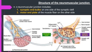  A neuromuscular junction includes:
1. synaptic end bulbs on one side of the synaptic cleft
2. motor end plate of the muscle fiber on the other side
Structure of the neuromuscular junction
MOTOR END
PLATE
SYNAPTIC
END BULB
 