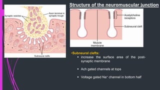 Structure of the neuromuscular junction
•Subneural clefts:
 increase the surface area of the post-
synaptic membrane
 Ach gated channels at tops
 Voltage gated Na+ channel in bottom half
 