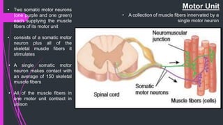 • Two somatic motor neurons
(one purple and one green)
each supplying the muscle
fibers of its motor unit
• consists of a somatic motor
neuron plus all of the
skeletal muscle fibers it
stimulates
• A single somatic motor
neuron makes contact with
an average of 150 skeletal
muscle fibers
• All of the muscle fibers in
one motor unit contract in
unison
Motor Unit
• A collection of muscle fibers innervated by a
single motor neuron
 