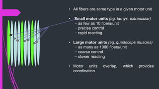 • All fibers are same type in a given motor unit
• Small motor units (eg. larnyx, extraocular)
− as few as 10 fibers/unit
− precise control
− rapid reacting
• Large motor units (eg, quadriceps muscles)
− as many as 1000 fibers/unit
− coarse control
− slower reacting
• Motor units overlap, which provides
coordination
 