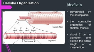 Myofibrils
• surrounded by
the sarcoplasm
• the contractile
organelles of
skeletal muscle
• about 2 um in
diameter and
extend the entire
length of a
muscle fiber
Cellular Organization
 