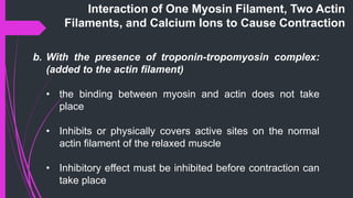 b. With the presence of troponin-tropomyosin complex:
(added to the actin ﬁlament)
• the binding between myosin and actin does not take
place
• Inhibits or physically covers active sites on the normal
actin ﬁlament of the relaxed muscle
• Inhibitory effect must be inhibited before contraction can
take place
Interaction of One Myosin Filament, Two Actin
Filaments, and Calcium Ions to Cause Contraction
 