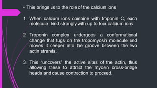 • This brings us to the role of the calcium ions
1. When calcium ions combine with troponin C, each
molecule bind strongly with up to four calcium ions
2. Troponin complex undergoes a conformational
change that tugs on the tropomyosin molecule and
moves it deeper into the groove between the two
actin strands.
3. This “uncovers” the active sites of the actin, thus
allowing these to attract the myosin cross-bridge
heads and cause contraction to proceed.
 
