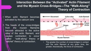 Interaction Between the “Activated” Actin Filament
and the Myosin Cross-Bridges—The “Walk-Along”
Theory of Contraction
• When actin ﬁlament becomes
activated by the calcium ions
1. The heads of the cross-bridges
from the myosin ﬁlaments
become attracted to the active
sites of the actin ﬁlament, and
causes contraction to occur
called “walk-along” theory or
“ratchet” theory of contraction. • The greater the number of cross-bridges in contact
with the actin ﬁlament at any given time, the
greater, theoretically, the force of contraction.
 