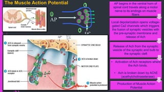 The Muscle Action Potential
Release of Ach from the synaptic
vesicle of the synaptic end bulb to
the synaptic cleft
• Activation of Ach receptors where
the Ach binds.
• Ach is broken down by AChE
(acethylcholinaseterase)
Production of Muscle Action
Potential
Local depolarization opens voltage-
gated Ca2 channels which triggers
the fusion of synaptic vesicles with
the pre-synaptic membrane and
release of Ach
AP begins in the ventral horn of
spinal cord travels along a motor
nerve to its endings on muscle
ﬁbers
Ca2+
AP
1
3
2
 