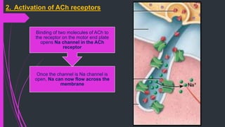 Once the channel is Na channel is
open, Na can now flow across the
membrane
Binding of two molecules of ACh to
the receptor on the motor end plate
opens Na channel in the ACh
receptor
2. Activation of ACh receptors
 