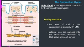 During relaxation
• the level of Ca2 in the
sarcoplasm is low (only 0.1 uM)
• calcium ions are pumped into
the sarcoplasmic reticulum by
Ca2 active transport pumps
Role of Ca2 in the regulation of contraction
by troponin and tropomyosin:
The Contraction Cycle
 