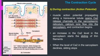 b) During contraction (Action Potential)
• muscle action potential propagating
along a transverse tubule opens Ca2
release channels in the sarcoplasmic
reticulum, calcium ions flow into the
sarcoplasm, and contraction begins.
• an increase in the Ca2 level in the
sarcoplasm starts the sliding of thin
filaments
• When the level of Ca2 in the sarcoplasm
declines, sliding stops
The Contraction Cycle
 