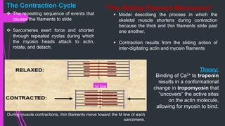  The repeating sequence of events that
causes the filaments to slide
 Sarcomeres exert force and shorten
through repeated cycles during which
the myosin heads attach to actin,
rotate, and detach.
“The Sliding Filament Mechanism”
 Model describing the process in which the
skeletal muscle shortens during contraction
because the thick and thin filaments slide past
one another.
 Contraction results from the sliding action of
inter-digitating actin and myosin filaments
During muscle contractions, thin filaments move toward the M line of each
sarcomere.
M line
Theory:
Binding of Ca2+ to troponin
results in a conformational
change in tropomyosin that
“uncovers” the active sites
on the actin molecule,
allowing for myosin to bind.
The Contraction Cycle
 