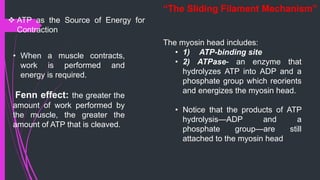 “The Sliding Filament Mechanism”
 ATP as the Source of Energy for
Contraction
• When a muscle contracts,
work is performed and
energy is required.
Fenn effect: the greater the
amount of work performed by
the muscle, the greater the
amount of ATP that is cleaved.
The myosin head includes:
• 1) ATP-binding site
• 2) ATPase- an enzyme that
hydrolyzes ATP into ADP and a
phosphate group which reorients
and energizes the myosin head.
• Notice that the products of ATP
hydrolysis—ADP and a
phosphate group—are still
attached to the myosin head
 