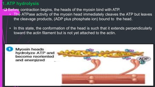  Before contraction begins, the heads of the myosin bind with ATP.
• The ATPase activity of the myosin head immediately cleaves the ATP but leaves
the cleavage products, (ADP plus phosphate ion) bound to the head.
• In this state, the conformation of the head is such that it extends perpendicularly
toward the actin ﬁlament but is not yet attached to the actin.
1.ATP hydrolysis
 