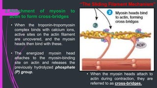 2.Attachment of myosin to
actin to form cross-bridges
• When the troponin-tropomyosin
complex binds with calcium ions,
active sites on the actin ﬁlament
are uncovered, and the myosin
heads then bind with these.
• The energized myosin head
attaches to the myosin-binding
site on actin and releases the
previously hydrolyzed phosphate
(P) group.
“The Sliding Filament Mechanism”
• When the myosin heads attach to
actin during contraction, they are
referred to as cross-bridges.
 
