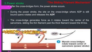 3.Power stroke
• After the cross-bridges form, the power stroke occurs.
• During the power stroke, the site on the cross-bridge where ADP is still
bound opens rotates and releases the ADP.
• The cross-bridge generates force as it rotates toward the center of the
sarcomere, sliding the thin filament past the thick filament toward the M line.
“The Sliding Filament Mechanism”
 