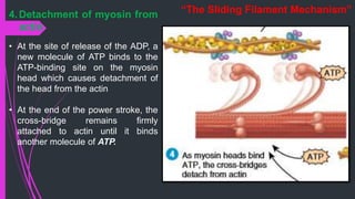4.Detachment of myosin from
actin
• At the site of release of the ADP, a
new molecule of ATP binds to the
ATP-binding site on the myosin
head which causes detachment of
the head from the actin
• At the end of the power stroke, the
cross-bridge remains firmly
attached to actin until it binds
another molecule of ATP.
“The Sliding Filament Mechanism”
 