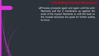 Process proceeds again and again until the actin
ﬁlaments pull the Z membrane up against the
ends of the myosin ﬁlaments or until the load on
the muscle becomes too great for further pulling
to occur.
“The Sliding Filament Mechanism”
 