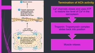 Muscle relaxes
Troponin- Tropomyosin complex
slides back into position
Ca² channels closes and uses ATP
to restore low level of Ca² in the
sarcoplasm
Termination of ACh activity
 