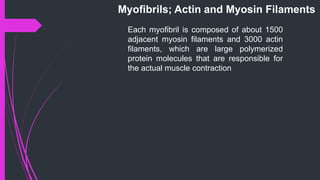Myoﬁbrils; Actin and Myosin Filaments
Each myoﬁbril is composed of about 1500
adjacent myosin ﬁlaments and 3000 actin
ﬁlaments, which are large polymerized
protein molecules that are responsible for
the actual muscle contraction
 