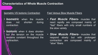 Characteristics of Whole Muscle Contraction
Isometric VS Isotonic Contraction
• Isometric when the muscle
does not shorten during
contraction
• Isotonic when it does shorten
but the tension on the muscle
remains constant throughout the
contraction.
Fast Versus Slow Muscle Fibers
• Fast Muscle Fibers- muscles that
react rapidly are composed mainly of
“fast” ﬁbers with only small numbers of
the slow variety
• Slow Muscle Fibers- muscles that
respond slowly but with prolonged
contraction are composed mainly of
“slow” ﬁbers
 