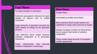 Fast fibers
For great strength of contraction
Extensive sarcoplasmic reticulum for rapid
release of calcium ions to initiate
contraction
Large amounts of glycolytic enzymes for
rapid release of energy by the glycolytic
process
Less extensive blood supply because
oxidative metabolism is of secondary
importance
Fewer mitochondria, also because
oxidative metabolism is secondary
Slow fibers
Smaller ﬁbers
innervated by smaller nerve ﬁbers
More extensive blood vessel system and
capillaries to supply extra amounts of oxygen
Greatly increased numbers of mitochondria,
also to support high levels of oxidative
metabolism
Fibers contain large amounts of myoglobin;
reddish appearance
 