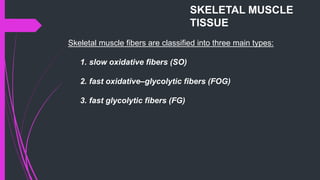 Skeletal muscle fibers are classified into three main types:
1. slow oxidative fibers (SO)
2. fast oxidative–glycolytic fibers (FOG)
3. fast glycolytic fibers (FG)
SKELETAL MUSCLE
TISSUE
 