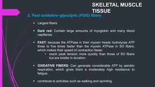 2. Fast oxidative–glycolytic (FOG) fibers
 Largest fibers
 Dark red: Contain large amounts of myoglobin and many blood
capillaries.
 FAST: because the ATPase in their myosin heads hydrolyzes ATP
three to five times faster than the myosin ATPase in SO fibers,
which makes their speed of contraction faster.
• reach peak tension more quickly than those of SO fibers
but are briefer in duration.
 OXIDATIVE FIBERS: Can generate considerable ATP by aerobic
respiration, which gives them a moderately high resistance to
fatigue.
 contribute to activities such as walking and sprinting.
SKELETAL MUSCLE
TISSUE
 