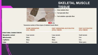 SKELETAL MUSCLE
TISSUE
 