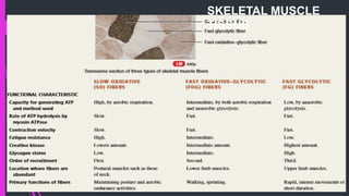 SKELETAL MUSCLE
TISSUE
 