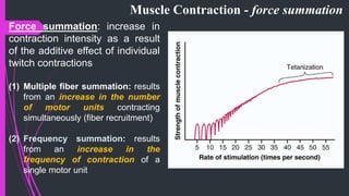 Muscle Contraction - force summation
Force summation: increase in
contraction intensity as a result
of the additive effect of individual
twitch contractions
(1) Multiple fiber summation: results
from an increase in the number
of motor units contracting
simultaneously (fiber recruitment)
(2) Frequency summation: results
from an increase in the
frequency of contraction of a
single motor unit
 