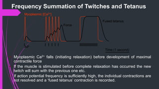 Frequency Summation of Twitches and Tetanus
Myoplasmic [Ca2+]
Force
AP
Time (1 second)
Fused tetanus
• Myoplasmic Ca2+ falls (initiating relaxation) before development of maximal
contractile force
• If the muscle is stimulated before complete relaxation has occurred the new
twitch will sum with the previous one etc.
• If action potential frequency is sufficiently high, the individual contractions are
not resolved and a ‘fused tetanus’ contraction is recorded.
 