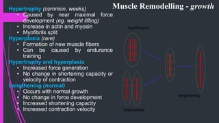 Muscle Remodelling - growth
hyperplasia
hypertrophy
lengthening
Hypertrophy (common, weeks)
• Caused by near maximal force
development (eg. weight lifting)
• Increase in actin and myosin
• Myofibrils split
Hyperplasia (rare)
• Formation of new muscle fibers
• Can be caused by endurance
training
Hypertrophy and hyperplasia
• Increased force generation
• No change in shortening capacity or
velocity of contraction
Lengthening (normal)
• Occurs with normal growth
• No change in force development
• Increased shortening capacity
• Increased contraction velocity
 