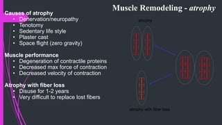 Muscle Remodeling - atrophy
atrophy with fiber loss
atrophy
Causes of atrophy
• Denervation/neuropathy
• Tenotomy
• Sedentary life style
• Plaster cast
• Space flight (zero gravity)
Muscle performance
• Degeneration of contractile proteins
• Decreased max force of contraction
• Decreased velocity of contraction
Atrophy with fiber loss
• Disuse for 1-2 years
• Very difficult to replace lost fibers
 