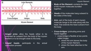 myosin ﬁlament
• Body of the ﬁlament- contains the tails
of the myosin molecules bundled
together,
• Heads of the molecules hang outward to
the sides of the body
• Arm- part of the body of each myosin
molecule hangs to the side along with the
head, that extends the head outward from
the body
• Cross-bridges- protruding arms and
heads together
• cross-bridge is ﬂexible at two points
called hinges
1. where the arm leaves the body
of the myosin ﬁlament,
2. where the head attaches to the
arm.
• hinged arms- allow the heads either to be
extended far outward from the body of the myosin
ﬁlament or to be brought close to the body.
• hinged heads- participate in the actual
contraction process
 